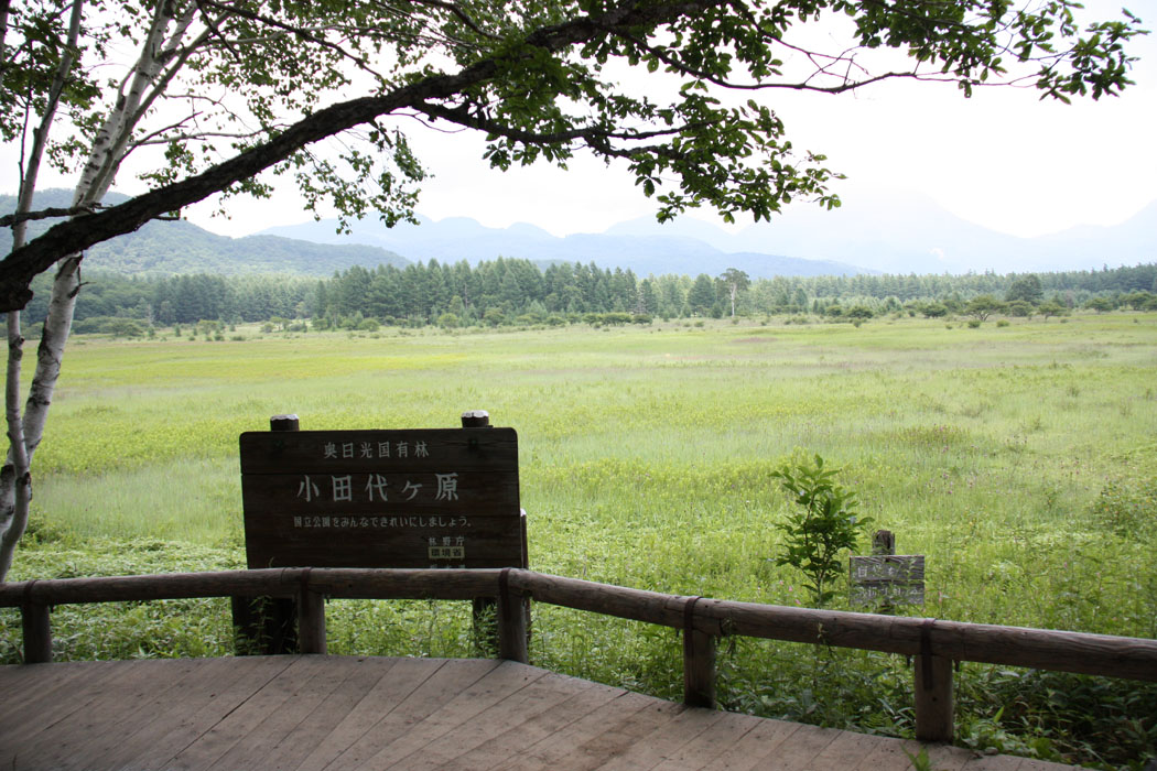 戦場ヶ原には何度も来たけど、その隣の小田代ヶ原ははじめて 「貴婦人」の愛称の木もありました